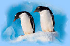 pair of penguins